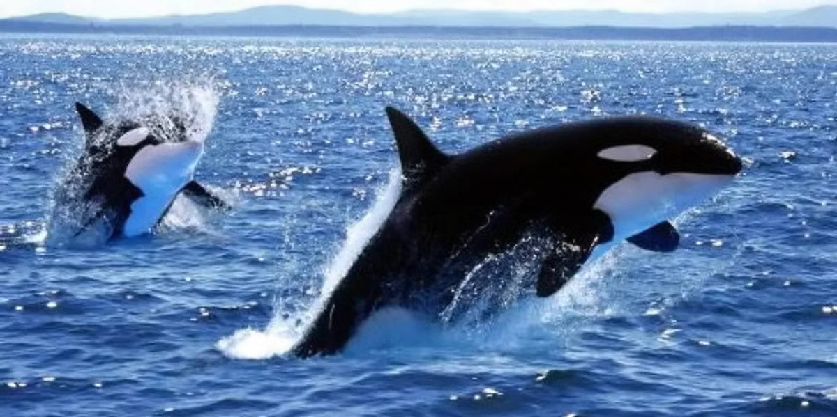 حمله نهنگ های قاتل به قایق تفریحی