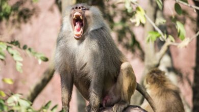 مرگ پسر بچه هندی بخاطر حمله میمون ها 1