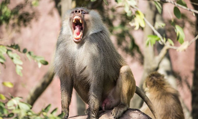 مرگ پسر بچه هندی بخاطر حمله میمون ها 1