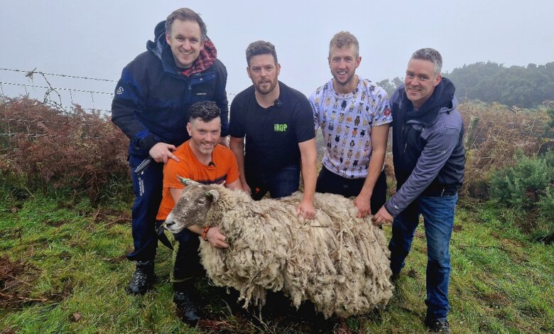 نجات تنهاترین گوسفند بریتانیا توسط کشاورزان