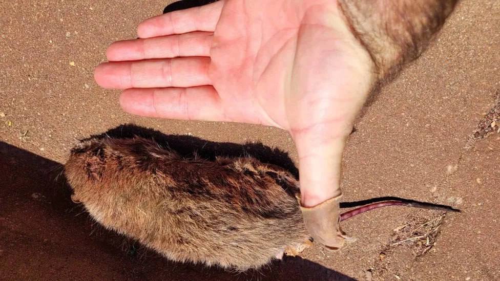 اجساد موش های مرده در سواحل استرالیا-اندازه موش ها