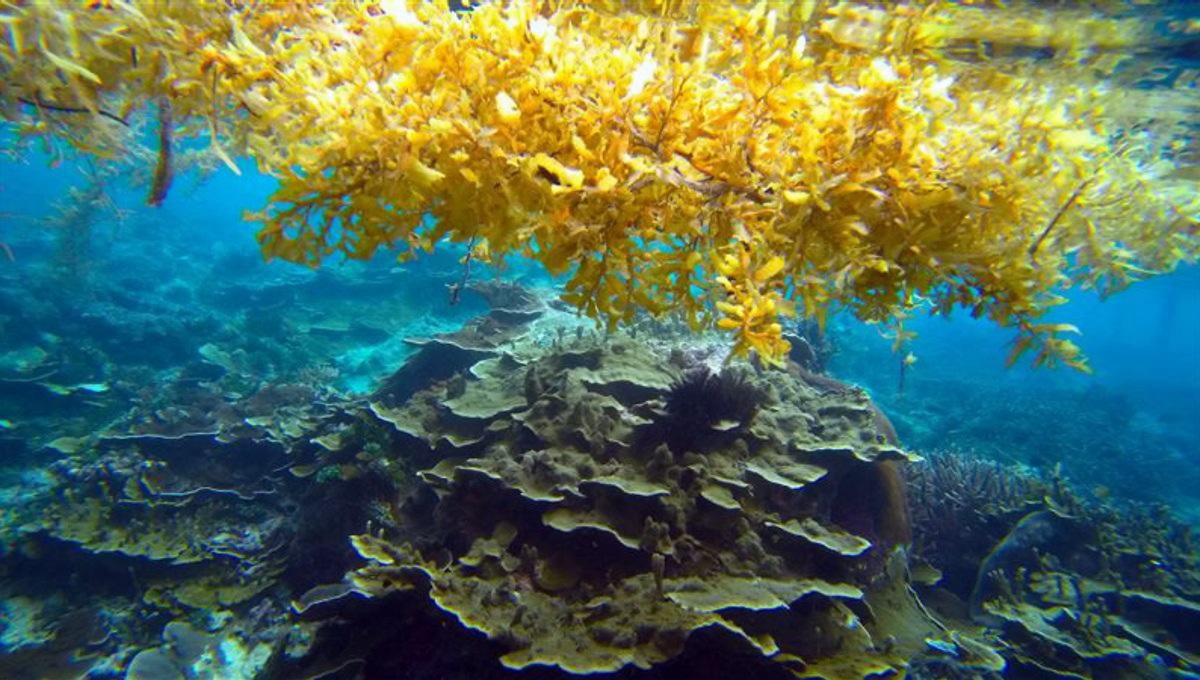 جلبک ها در دریای سارگوسا
