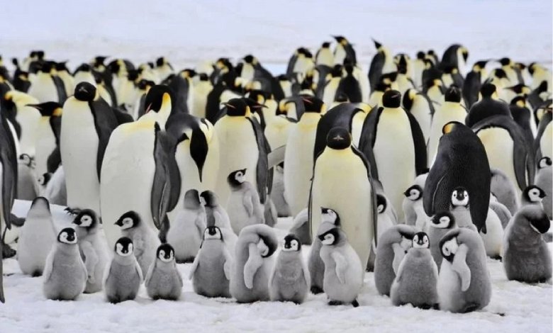 چرت 4 ثانیه ای پنگوئن ها 1