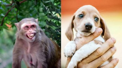 جنگ بین سگها و میمون ها در هند 1