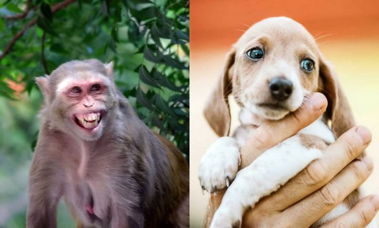 جنگ بین سگها و میمون ها در هند 1
