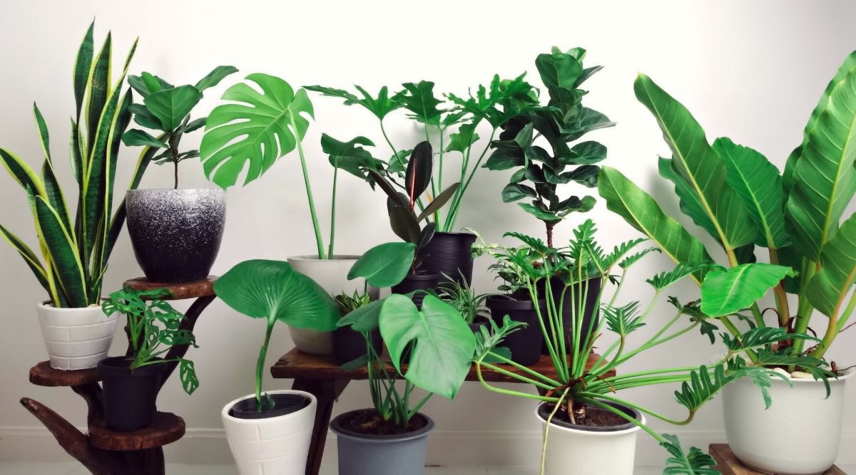 روش های نگهداری گیاهان آپارتمانی