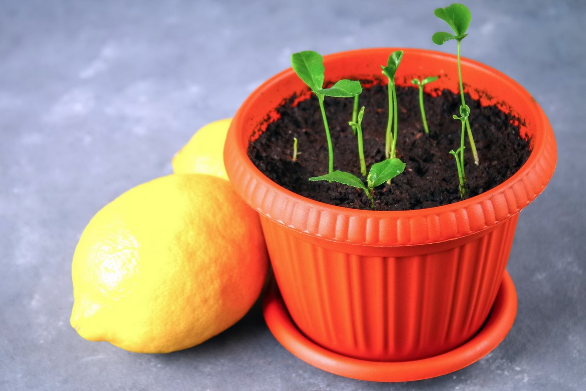 روش کاشت سبزه عید با هسته مرکبات-لیمو شیرین