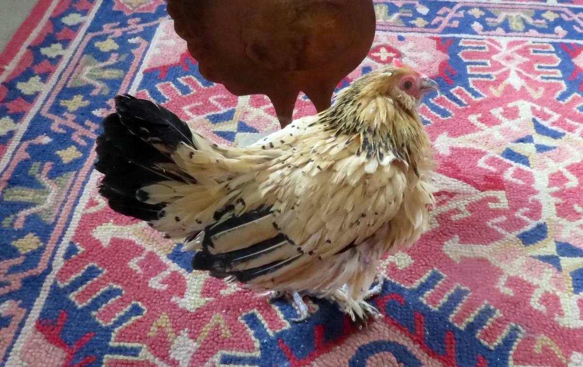 مرگ پیرترین مرغ جهان