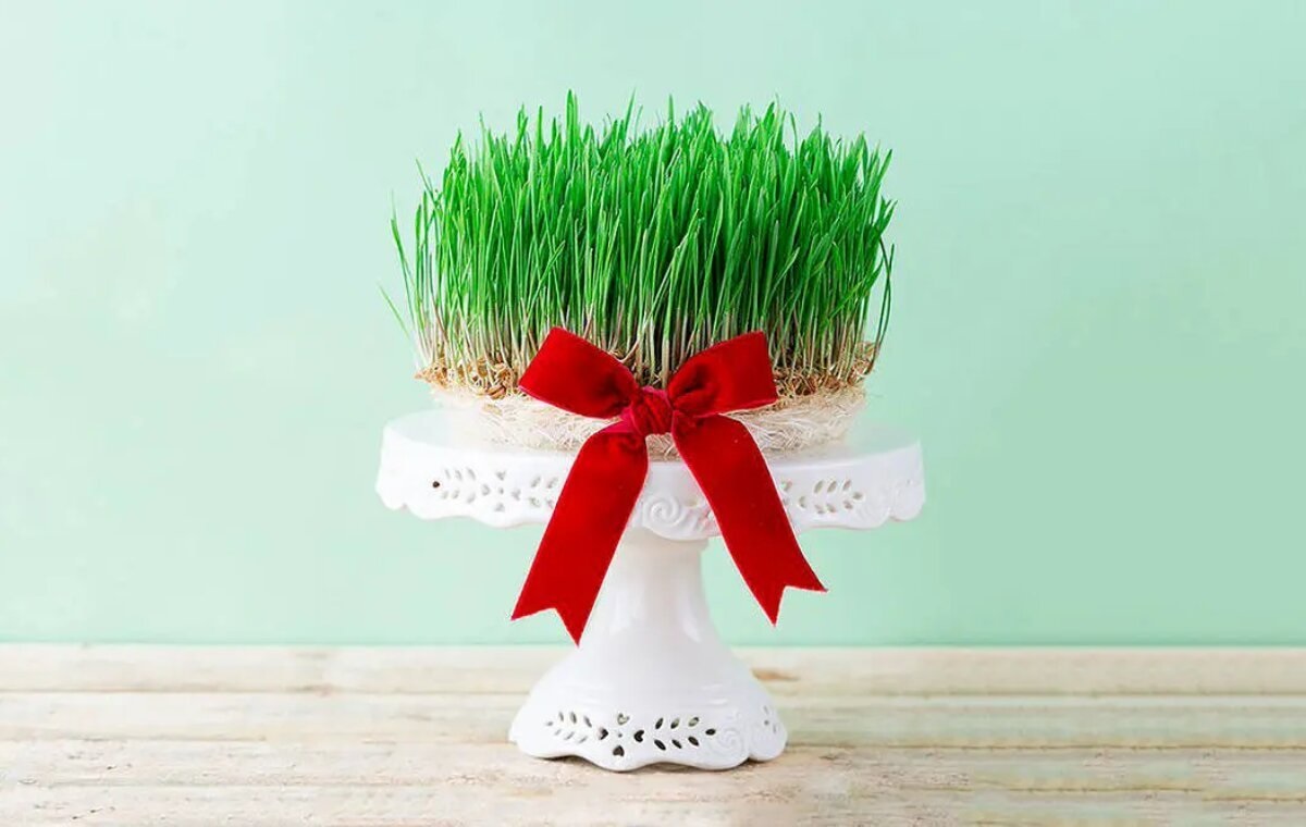 کاشت سبزه فوری برای عید نوروز