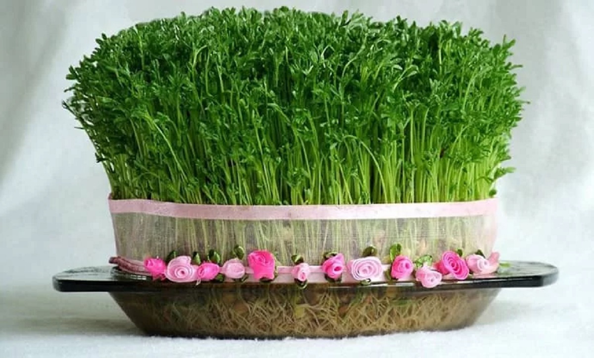 کاشت سبزه فوری1