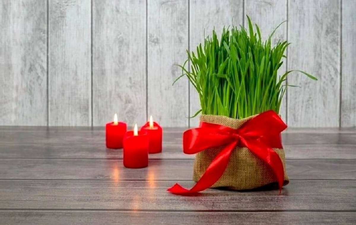 کاشت سبزه فوری2