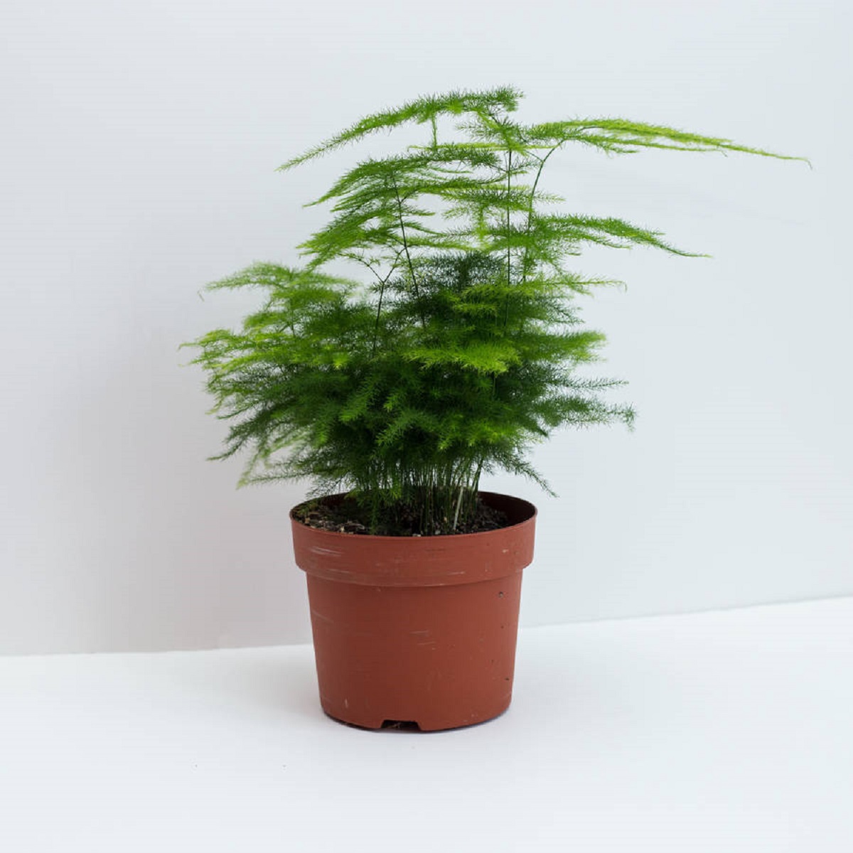 گیاه مارچوبه سرخسی