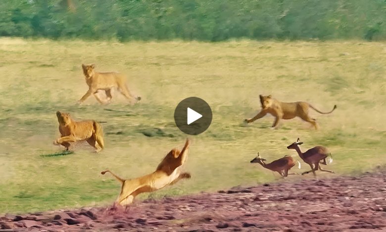 ویدیو شکار آهو توسط شیر