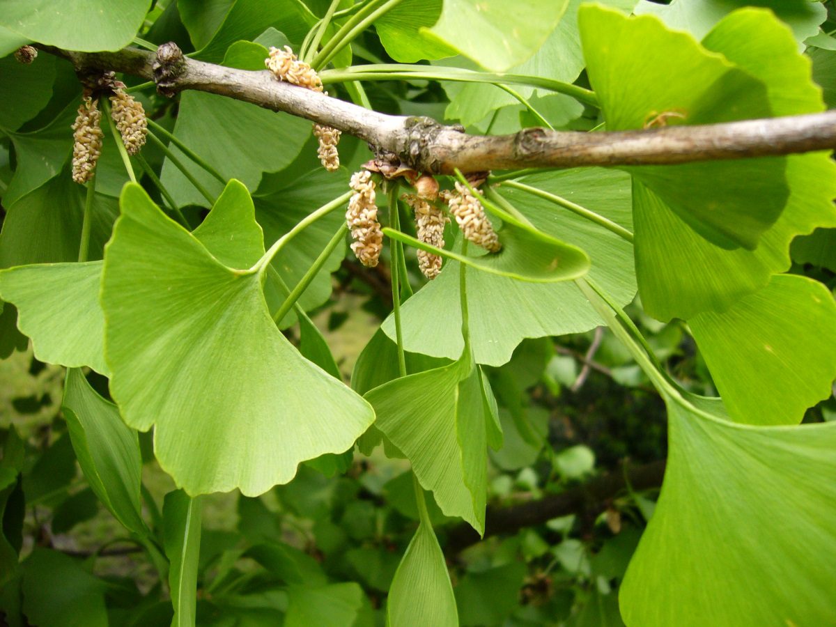جینکوبیلوبا
