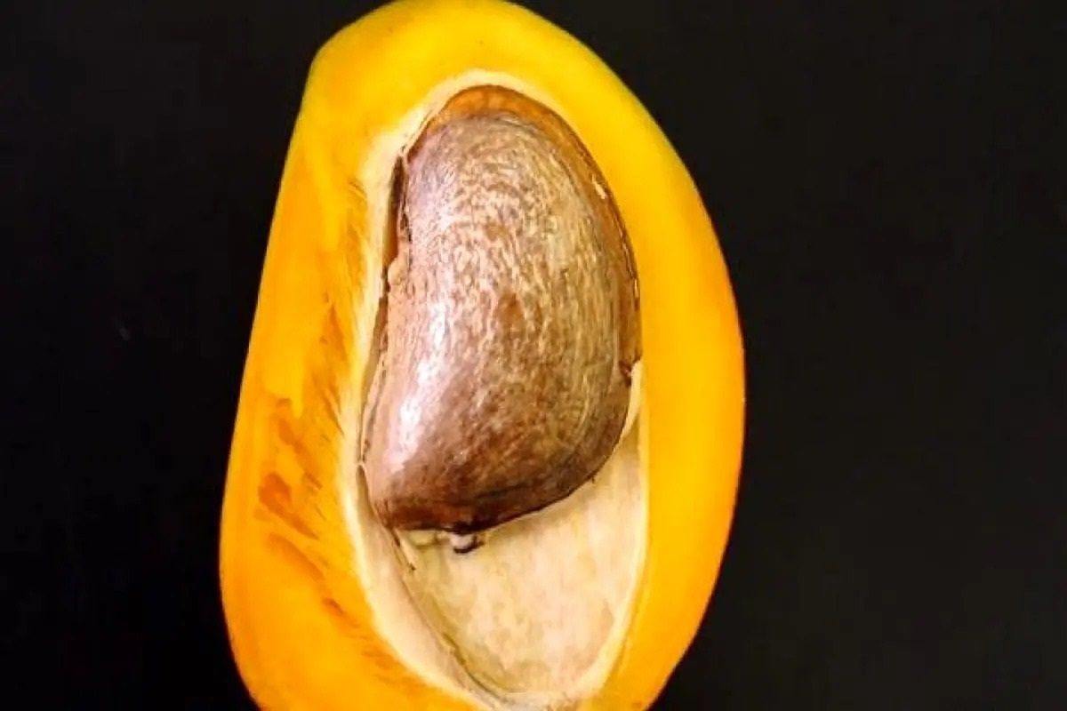 خواص هسته انبه