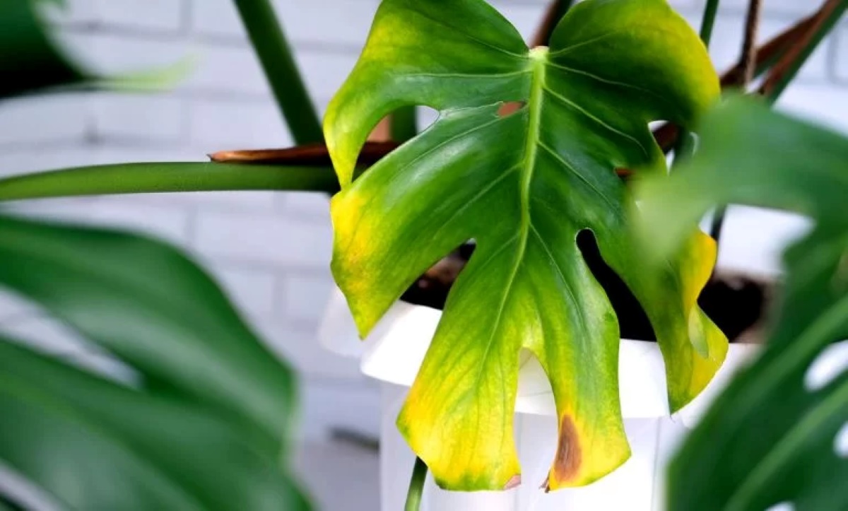 جلوگیری از زرد شدن گیاهان آپارتمانی