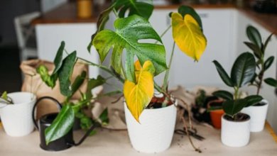 جلوگیری از زرد شدن گیاهان آپارتمانی2