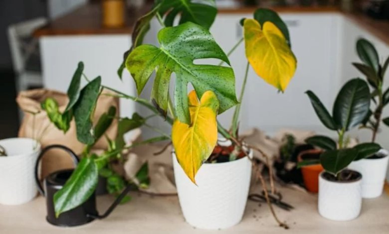 جلوگیری از زرد شدن گیاهان آپارتمانی2