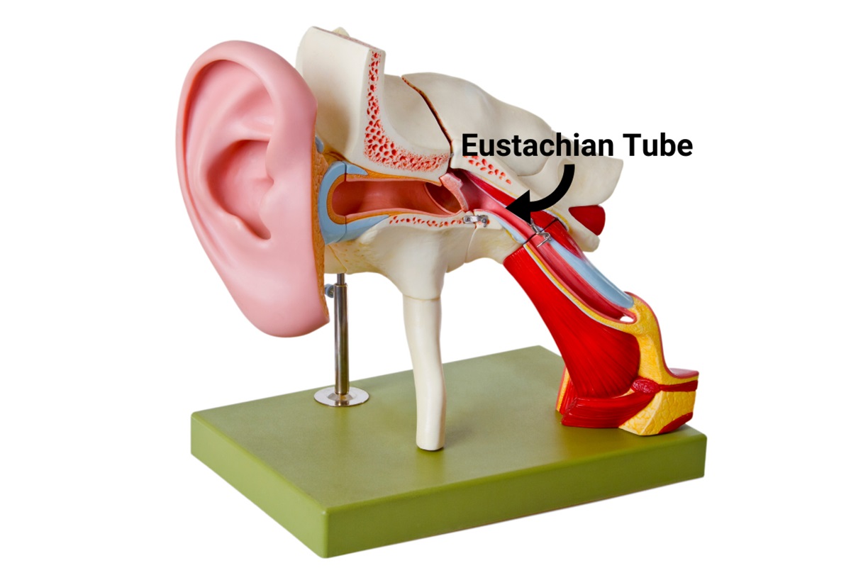 درمان ساده گرفتگی گوش-1