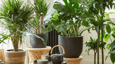 گیاهان آپارتمانی برای سلامت روحی