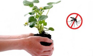 گیاهان دفع کننده حشرات
