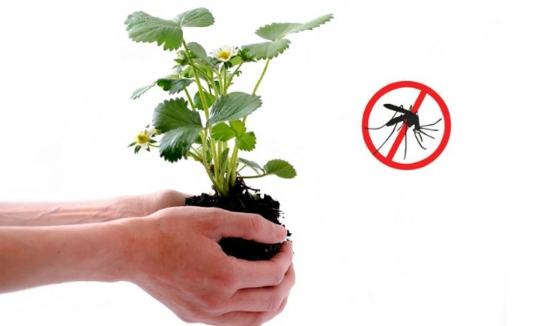 گیاهان دفع کننده حشرات