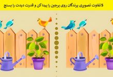 5 تفاوت تصویری پرندگان روی پرچین