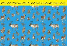 تست بینایی یافتن سه سنجاب