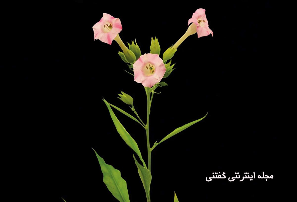 استفاده از تنباکوی مایع توسط مایاها-1