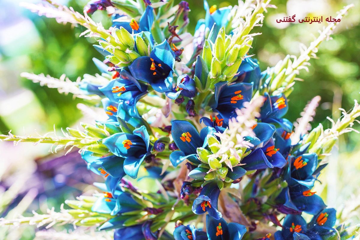چرا رنگ آبی در طبیعت کم است-3