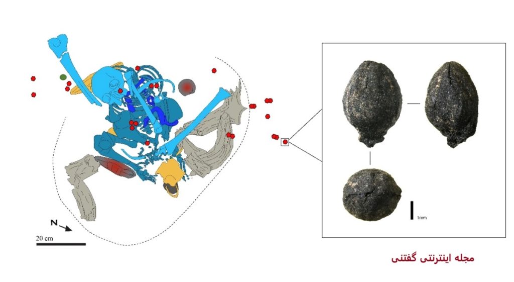 انسان باستانی و مواد مخدر-3