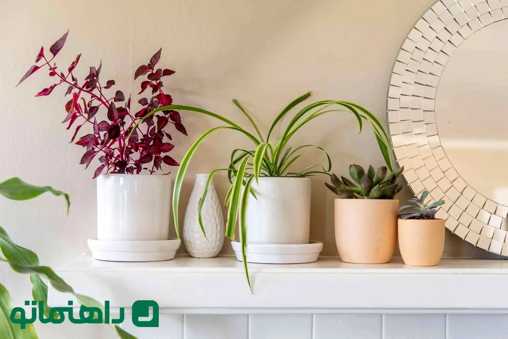 خوشرنگ ترین گیاهان آپارتمانی برای شاد کردن محیط خانه