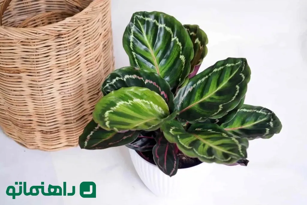 خوشرنگ ترین گیاهان آپارتمانی برای شاد کردن محیط خانه11