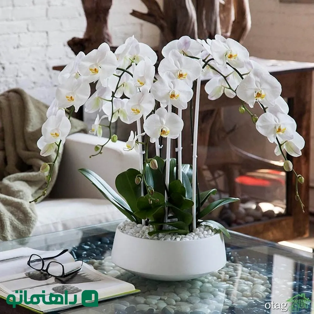 خوشرنگ ترین گیاهان آپارتمانی برای شاد کردن محیط خانه5