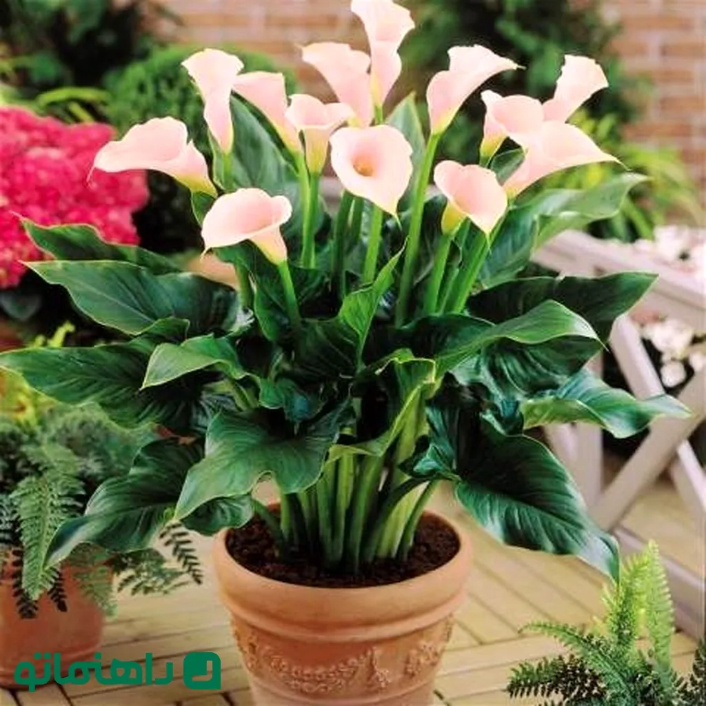 خوشرنگ ترین گیاهان آپارتمانی برای شاد کردن محیط خانه6