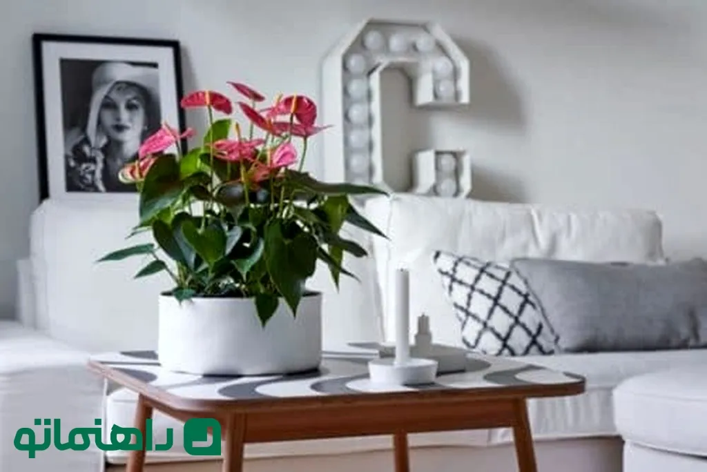 خوشرنگ ترین گیاهان آپارتمانی برای شاد کردن محیط خانه7
