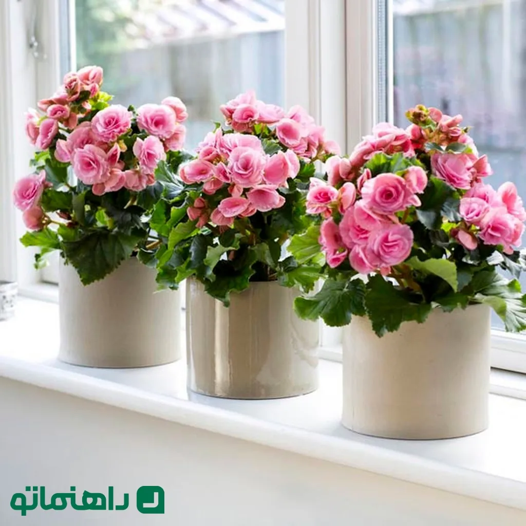 خوشرنگ ترین گیاهان آپارتمانی برای شاد کردن محیط خانه8