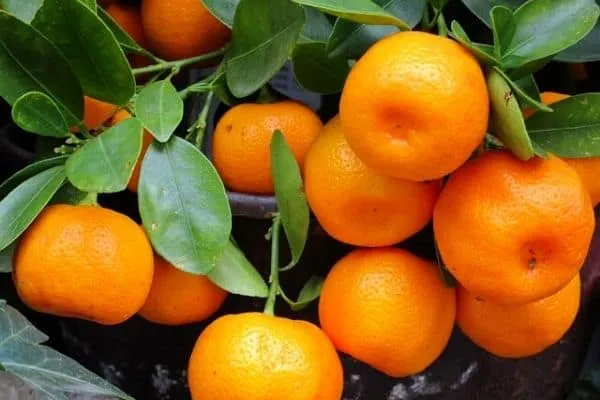کاشت نارنگی در گلدان 1