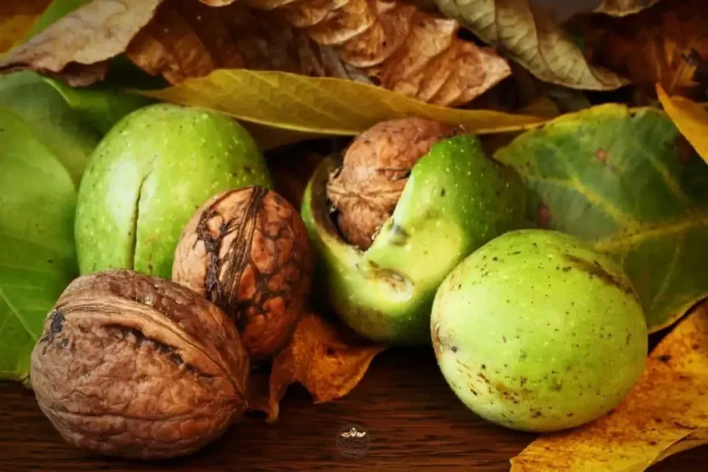 ۳ روش نگهداری گردو تازه با پوست برای مدت طولانی و کوتاه