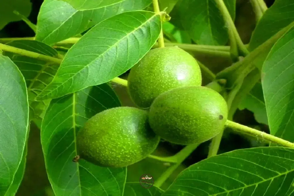 ۳ روش نگهداری گردو تازه با پوست برای مدت طولانی و کوتاه3