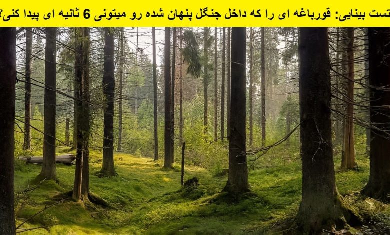 تست بینایی یافتن قورباغه در جنگل 1