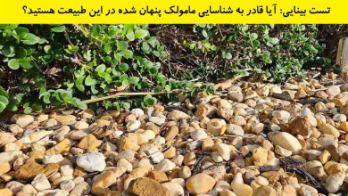 تست بینایی یافتن مامولک در طبیعت 1