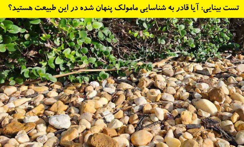 تست بینایی یافتن مامولک در طبیعت 1