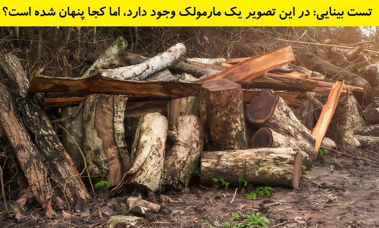 تست بینایی یافتن مارمولک بین الوارها 1