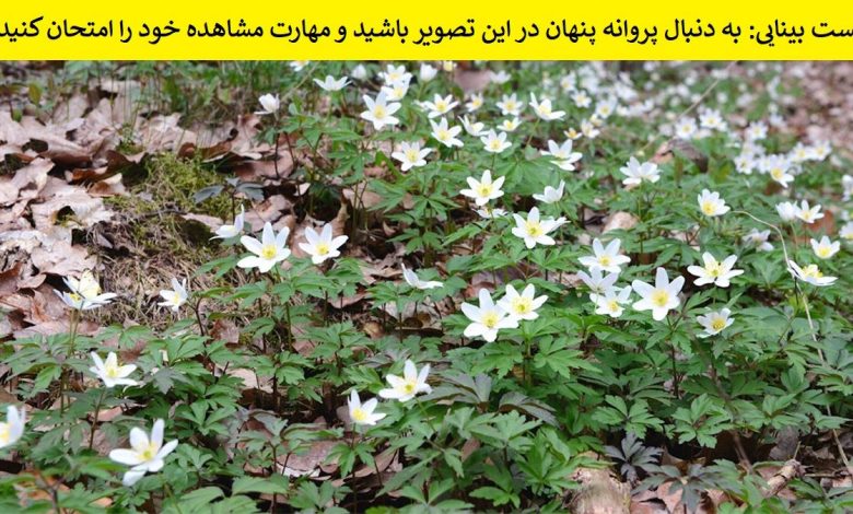 تست بینایی یافتن پروانه میان گل ها 1