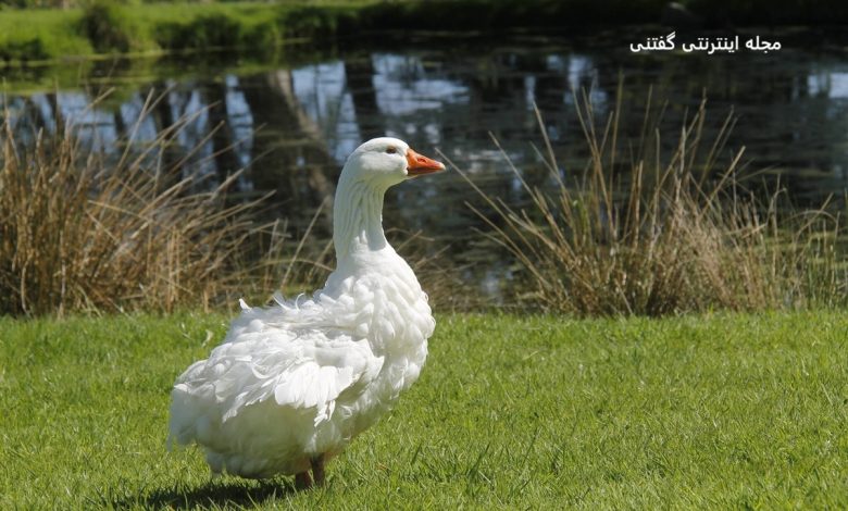 زیباترین نژاد غاز در جهان-2