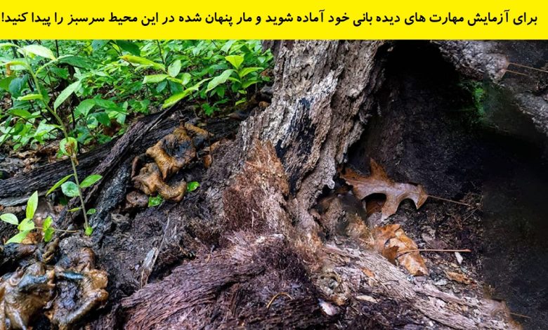 تست بینایی مار پنهان در درخت 1