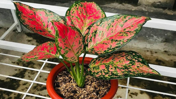 آگلونما صورتی (Aglaonema Pink)