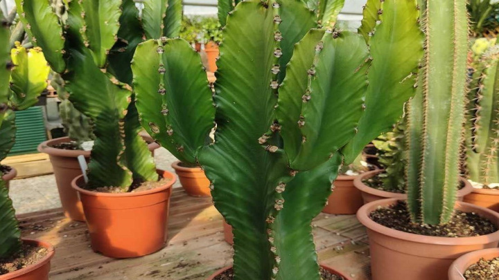 افوربیا اینگنس (Euphorbia ingens)