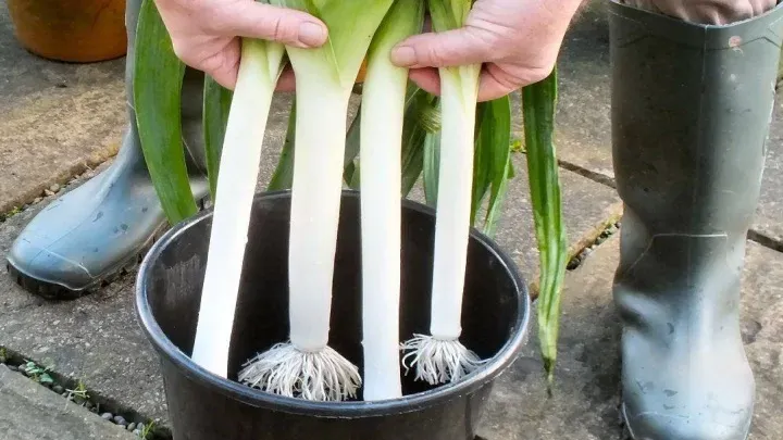 Leek1